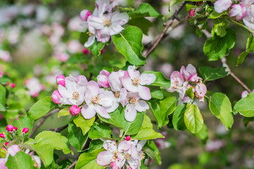Apples Garden blossom. Concept of flora and gardening. Beautiful white flowers