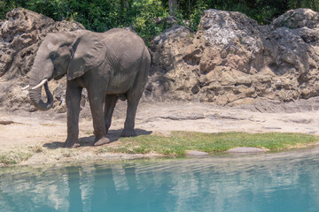 Naklejka premium African Elephant with tusks looking to left at water's edge, copy space