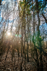 Obraz premium Forest at the spring time . Mystery forest . Red sun red lights over the trees . Evening . Trees and woods . Lights over the forest. 