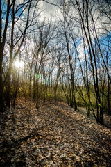 Forest at the spring time . Mystery forest . Red sun red lights over the trees . Evening . Trees and woods . Lights over the forest. 