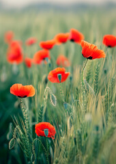 Red poppies in a green wheat field
