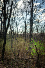 Forest at the spring time . Mystery forest . Red sun red lights over the trees . Evening . Trees and woods . Lights over the forest. 