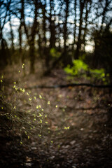 Forest at the spring time . Mystery forest . Red sun red lights over the trees . Evening . Trees and woods . Lights over the forest. 