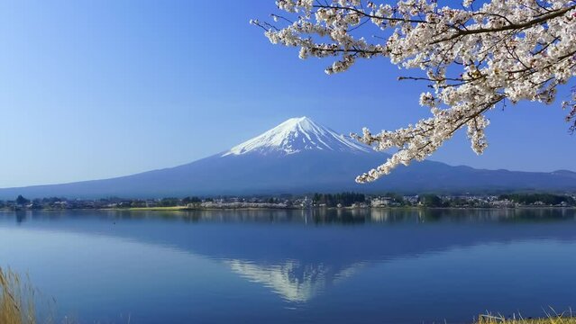 富士山　満開の桜と美しい河口湖畔の逆さ富士　Apr.2024