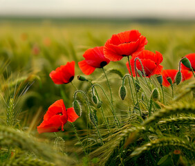 Naklejka premium Red poppies in a green wheat field
