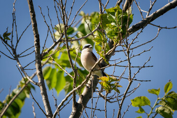 Adult male  red-backed shrike (Lanius collurio) perked on branch at nature reserve of the Isonzo river mouth, Isola della Cona, Friuli Venezia Giulia, Italy.