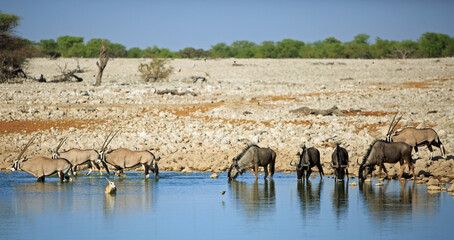 Pano image of a busy African waterhole with wildebeest and Gemsbok Oryx drinking and paddling. There is a nice lush bush background and pale blue clear sky - Namibia - obrazy, fototapety, plakaty