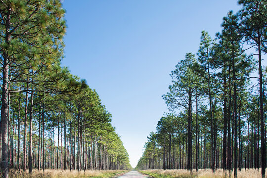 USA, North Carolina, Hampstead, Fire road in forest of Longleaf Pine trees