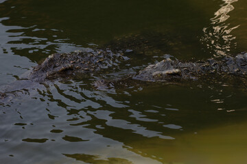 Close up salt crocodile is show head in river