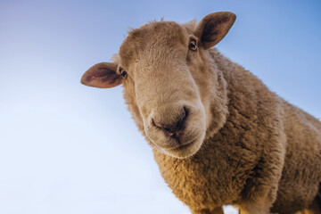 Focus Photo of Brown Sheep Under Blue Sky - Powered by Adobe