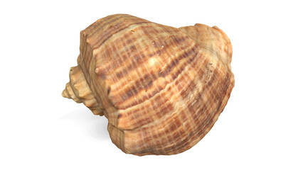 Sea Shell