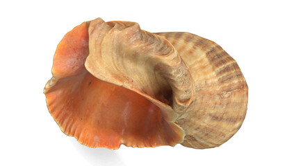 Sea Shell