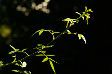 Galho de roseira iluminada por luz do por do sol. 