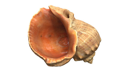 Sea Shell