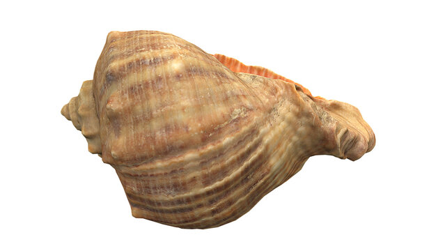 Sea Shell