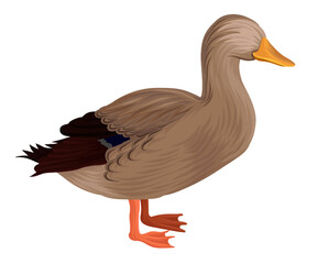 Domestic Duck
