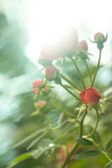 Obraz na płótnie Canvas Roseira produzindo rosas cor-de-rosa desabrochadas e também rosas em botão. Flor tradicional de pétalas macias. 