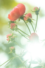 Roseira produzindo rosas cor-de-rosa desabrochadas e também rosas em botão. Flor tradicional de pétalas macias. 