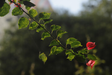 Galho de trepadeira com flor vermelha na ponta. 