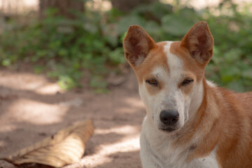 A brown and white dog is sitting on the ground and looking at the camera with one eye closed.