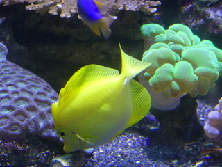 Poisson jaune aquarium