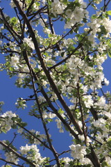 blossom in spring