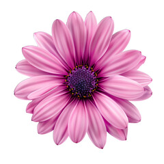 pink gerber daisy