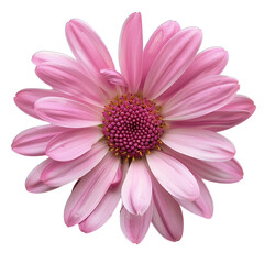 pink gerber daisy