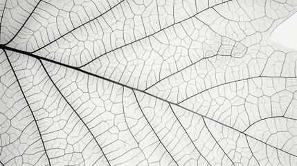 Detailed Black and White Leaf Vein Texture