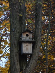 bird house in the forest