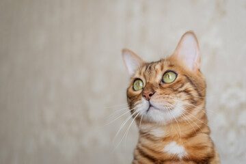 Headshot of a Bengal cat on a blurred room background. - obrazy, fototapety, plakaty