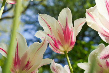 Obraz premium 白い花