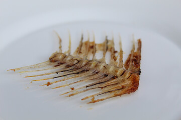One Gourami fish bone, on white plate, isolated on white background