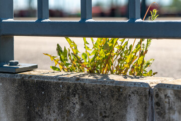 green dandelion leaves on a footpath behind a railing