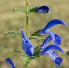 Salvia patens