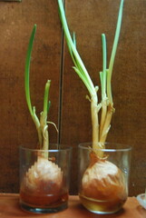 growing onions in a glass with water