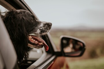 Dog sticking head out of car photo