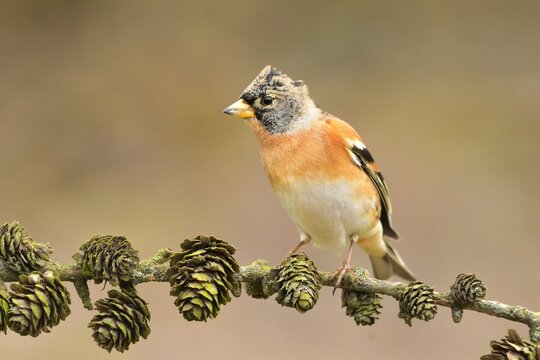Fringilla montifringilla Brambling bird songbird wildlife nature predator cock o the north, beautiful animal mountain finch, animal, bird watching ornithology, flower bud fauna wildlife Europe