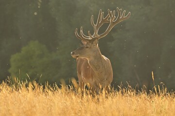 Red deer new antlers wildlife Cervus elaphus fawn western red deer male European graze in meadow nice eyes fur forest mountains, nice darling, widespread hunting animal care, hunted Europe