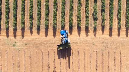 Bird's Eye View of a super-intensive olive harvester unloading the harvested olives from an intensive olive tree plantation. Spain