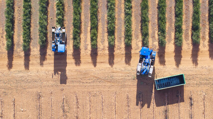 Directly Above of a super-intensive olive harvester unloading the harvested olives and another...