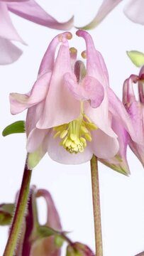 super closeup time lapse of a blooming columbine flower isolated on white background, slow motion of pistels and petals, floral beauty