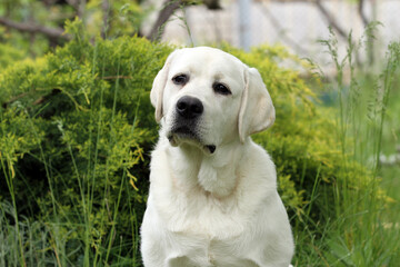 yellow labrador retriever in summer close up