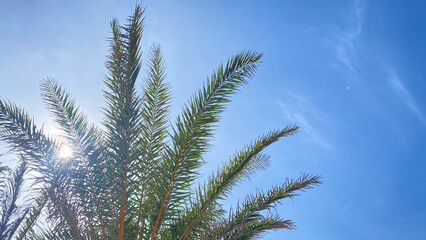 palm tree with a bright blue sky in the background.
