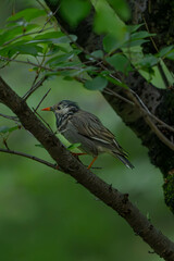 木に留まるムクドリ