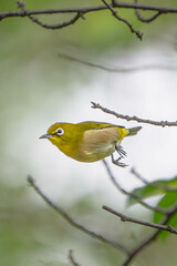 メジロミサイル