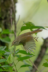 飛び立つウグイス