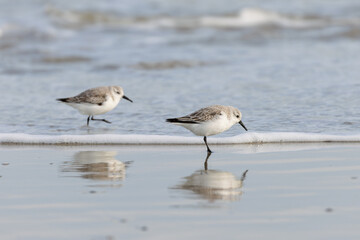 Sanderlings (Calidris alba) on the beach on Juist, East Frisian Islands, Germany, in spring.