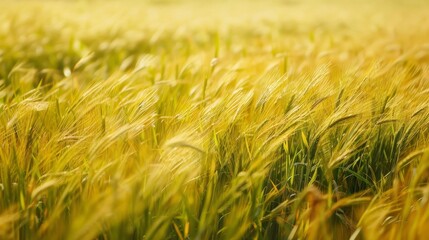 A field of vibrant green grass fills the foreground of the image, with a blurred background adding depth to the scene. The grass appears dense and well-maintained, creating a visually pleasing
