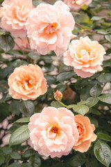 ピンクの薔薇